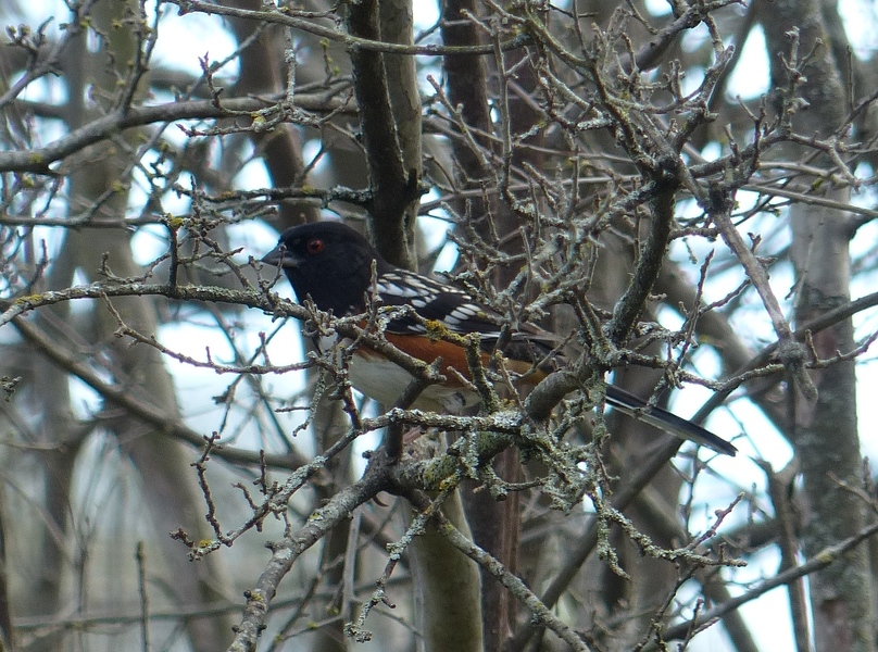 Spotted Towhee